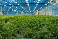 Tuyauterie mécanique de Canopy Growth